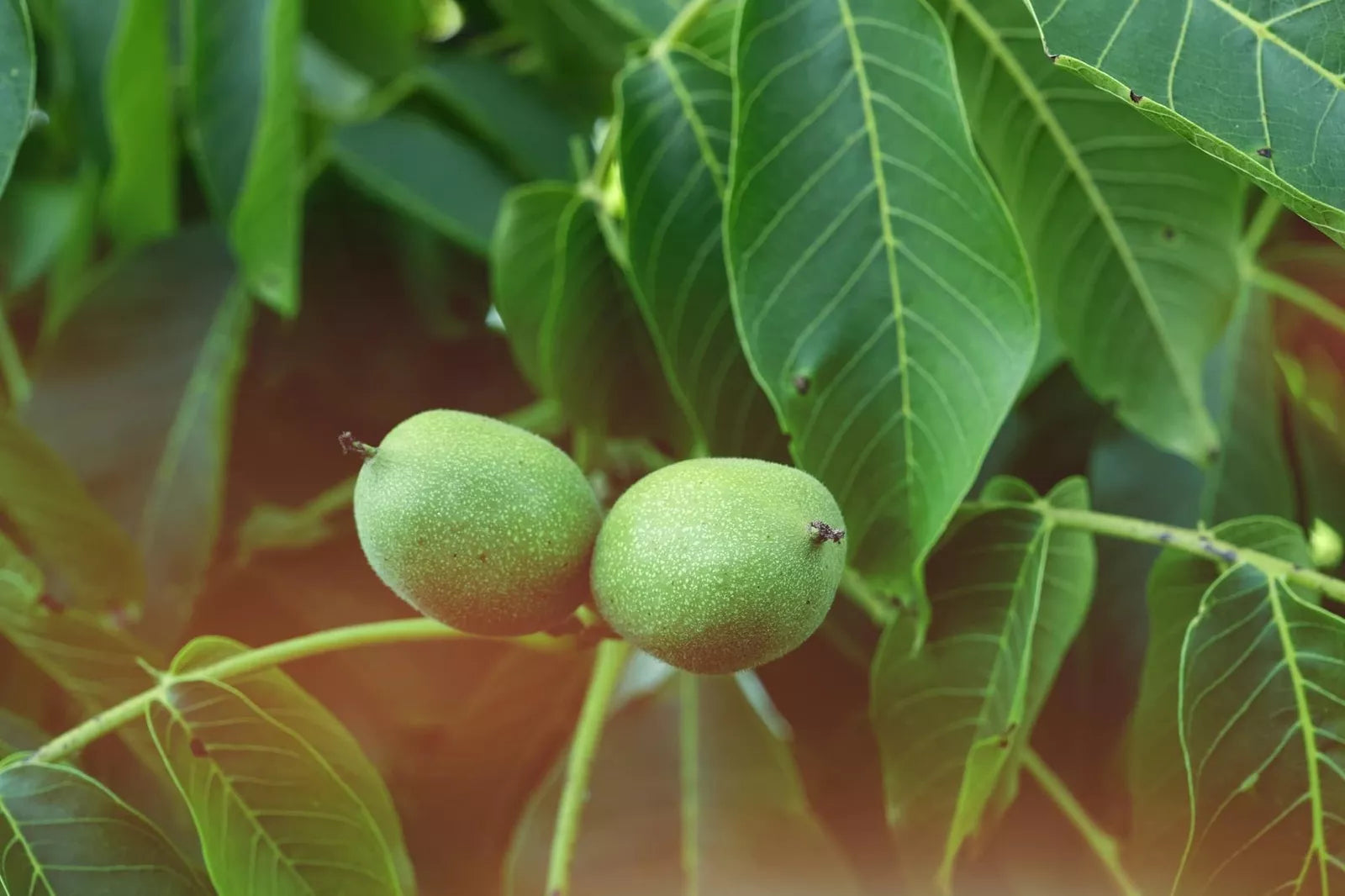 Carpathian Walnut Seeds for Planting - Juglans regia Carpathian - 5 High-Quality Tree Seeds for Nut Trees & Landscaping