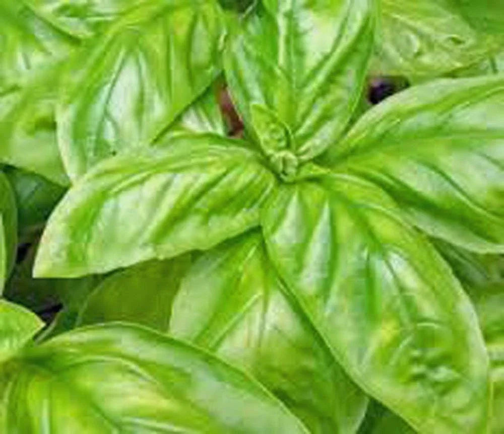 Italian Large Leaf Basil Seeds - Heirloom Non-GMO Ocimum basilicum, 50 Pack for Culinary Gardens