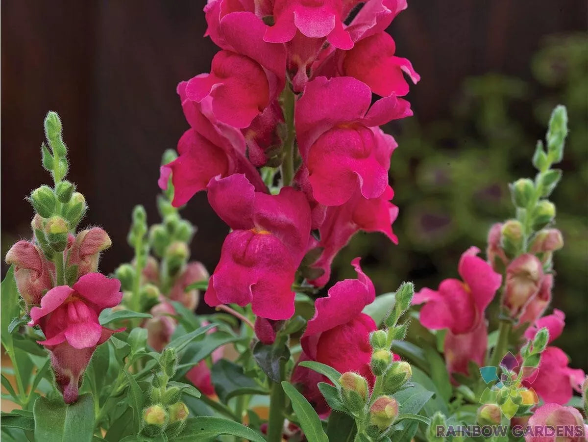 Candy Tops Pink Snapdragon Seeds - 1000+ Count, Antirrhinum majus, Garden Flower, Pink Blooms, Easy to Grow, Non-GMO, Full Sun