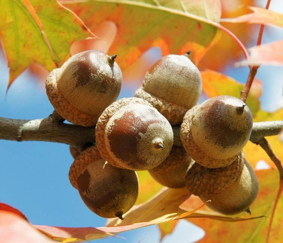 Red Oak Acorns Seeds - Quercus rubra - 50 Seeds for Oak Tree Growth in Zones 4-8