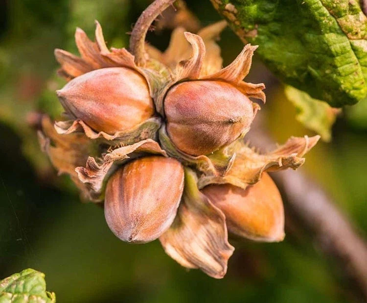 American Hazelnut Trees 10-12" Bareroot Corylus americana Edible Nuts, Multi-stemmed Shrubs, Full Sun to Partial Shade