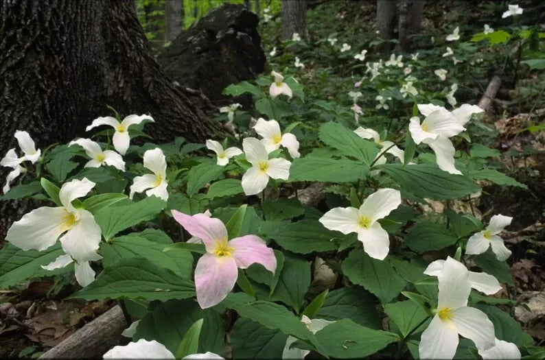 White Trillium Bulbs 20-Pack, Bare Root Wildflower, Trillium grandiflorum, Perennial for Shade Gardens