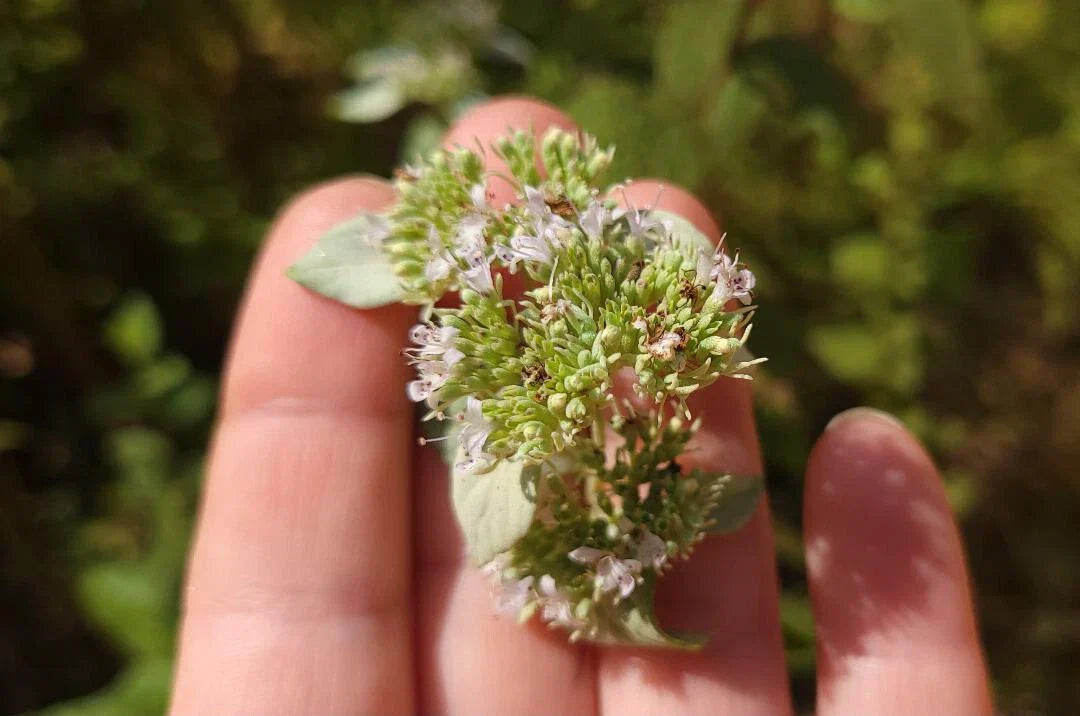 Florida Mountain Mint Seeds | 25 Seeds | Pycnanthemum floridanum | Native Perennial Herb