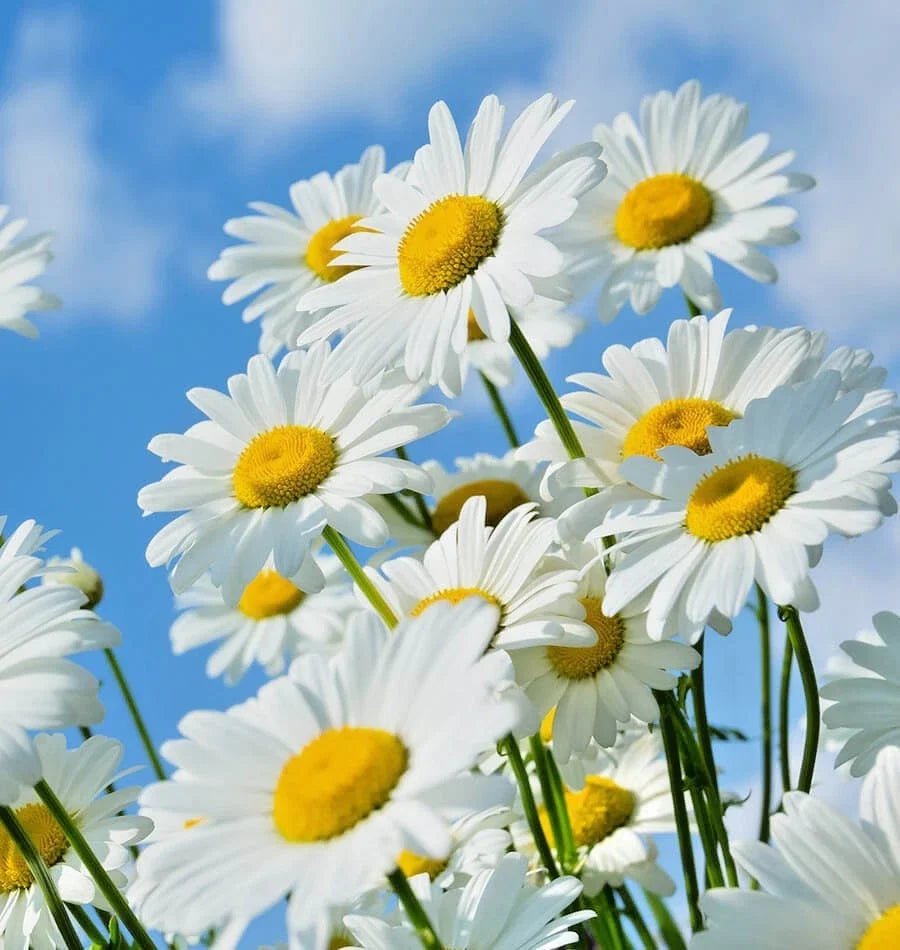 Shasta Daisy Seeds - 500+ Count - Native Wildflower for Summer Garden - Leucanthemum x superbum - Easy to Grow Flowers