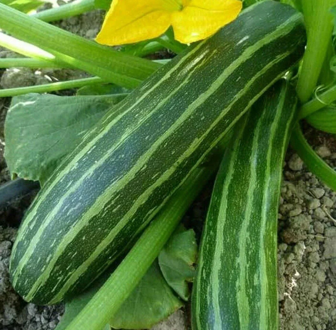 Cocozelle Zucchini Seeds 15+ Pack | Heirloom Cucurbita pepo for Home Gardens