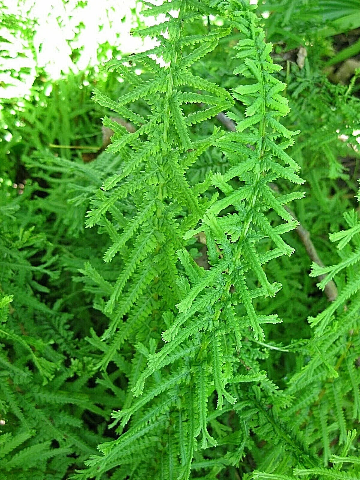 Dre's Dagger Fern Seeds 1001 Spores, Pityrogramma calomelanos, Hardy Fern for Indoor & Outdoor Gardening