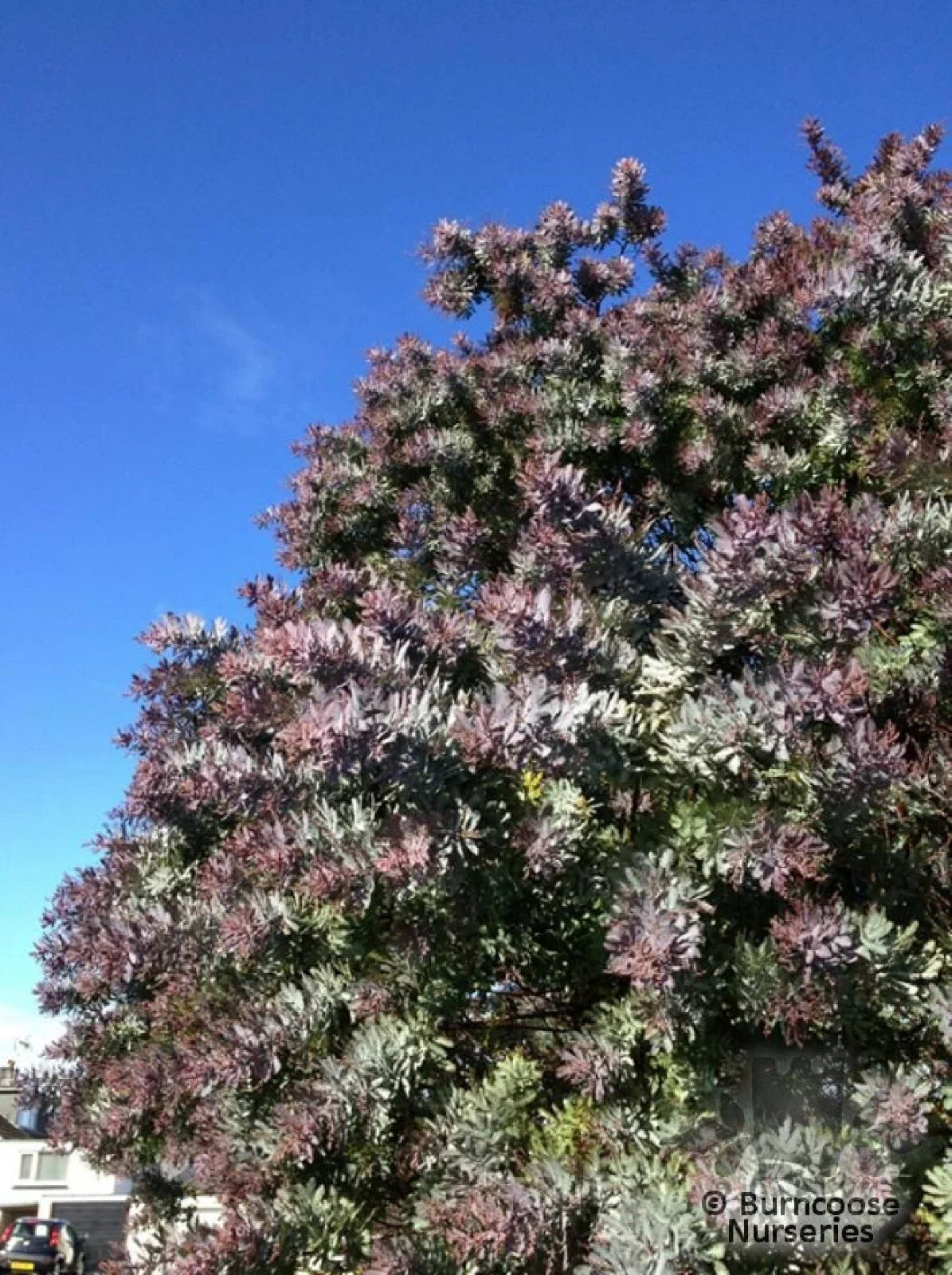 Purple Leaved Acacia Seeds - Baileyana v. purpurea - 10 Seeds for Ornamental Garden, Drought Tolerant, Fast-Growing, Pollinator-Friendly