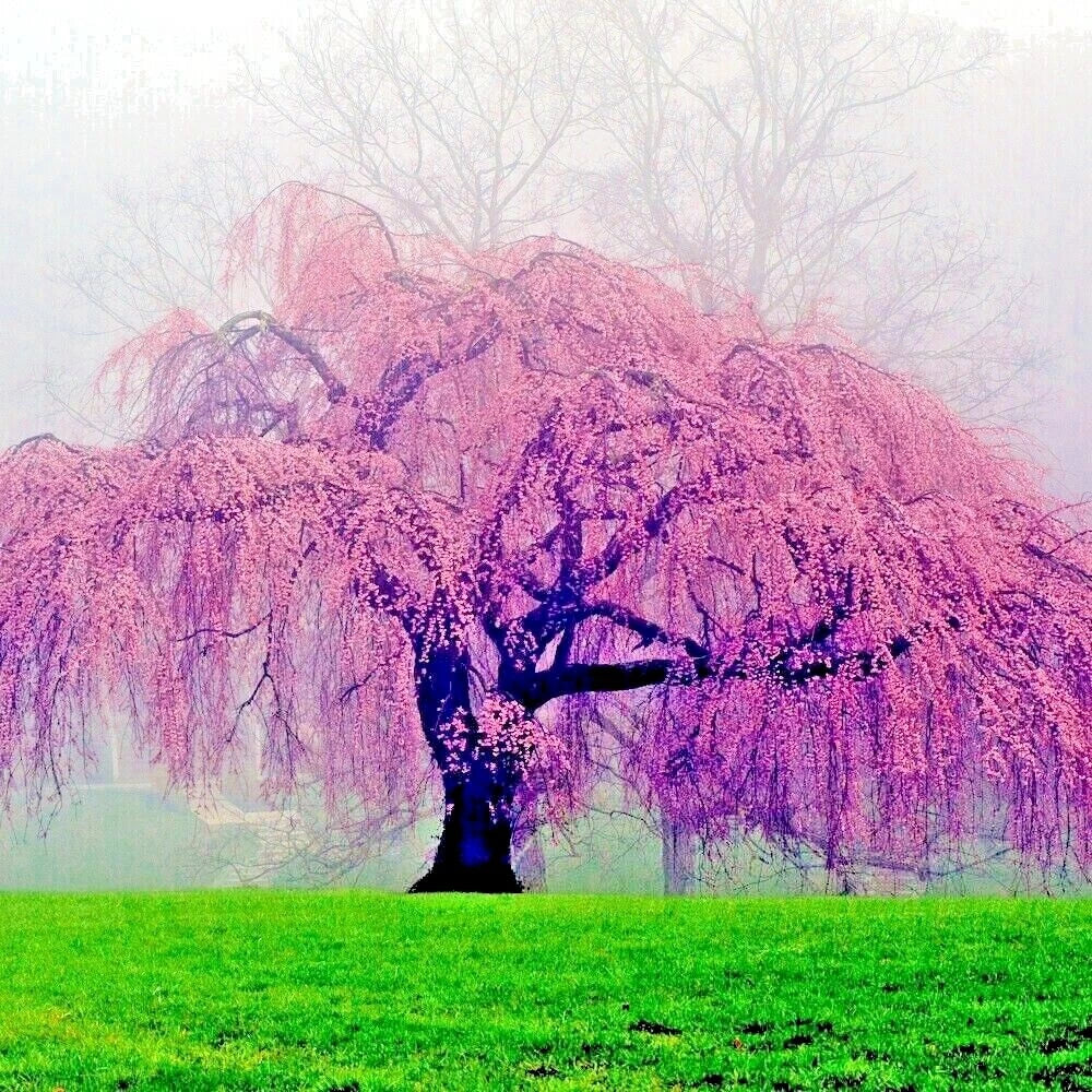 Weeping Sakura Cherry Blossom Tree Seeds - Pendula Variety - Hardy Flowering Plant - Prunus pendula Seeds for Garden