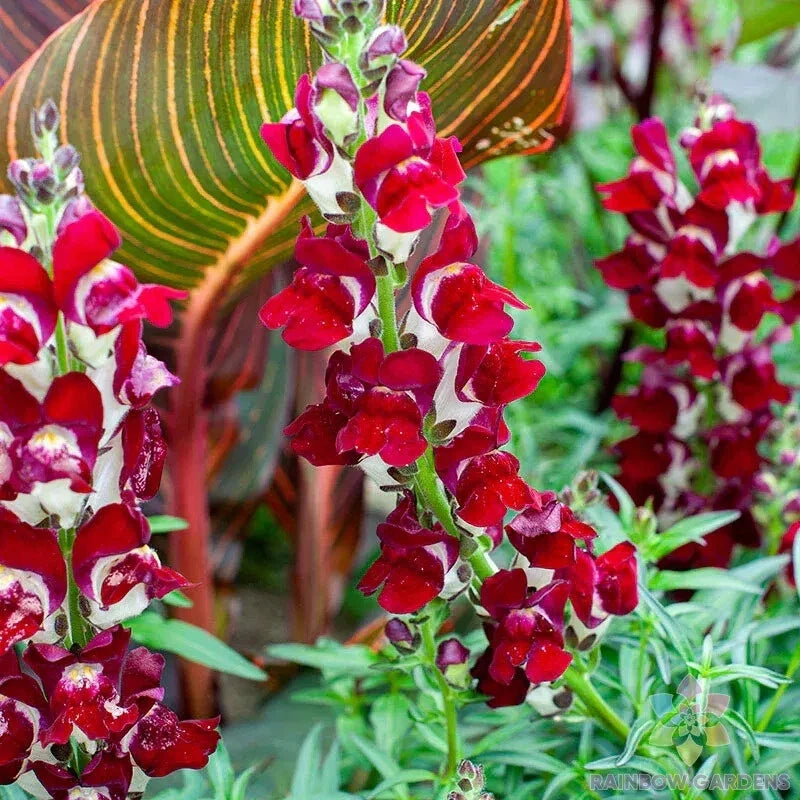 Snapdragon Seeds 1000+ Night and Day Antirrhinum majus Garden Planting for Borders & Containers