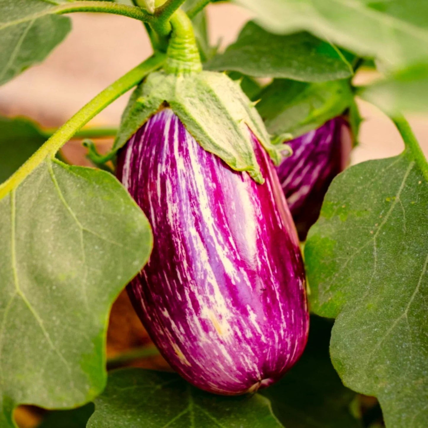 Pandora Striped Rose Eggplant Seeds | Purple White Stripe | Solanum melongena