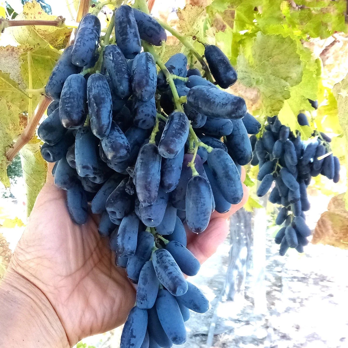 Lady Finger Grape Cuttings - Black Seedless Moon Drop Table Grape, Vitis vinifera, 50 Thin Clippings