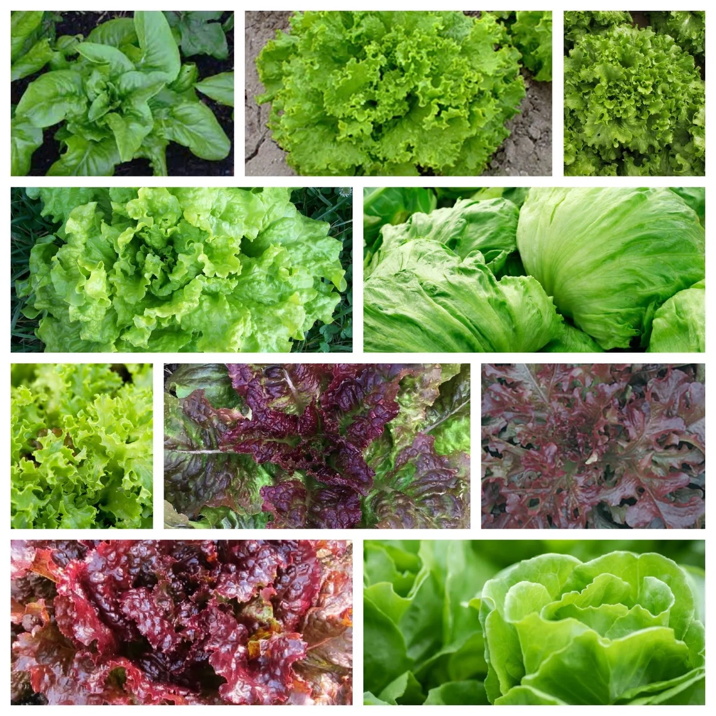 Leaf Lettuce Seeds Collection - 10 Non-GMO Heirloom Varieties | Lactuca sativa