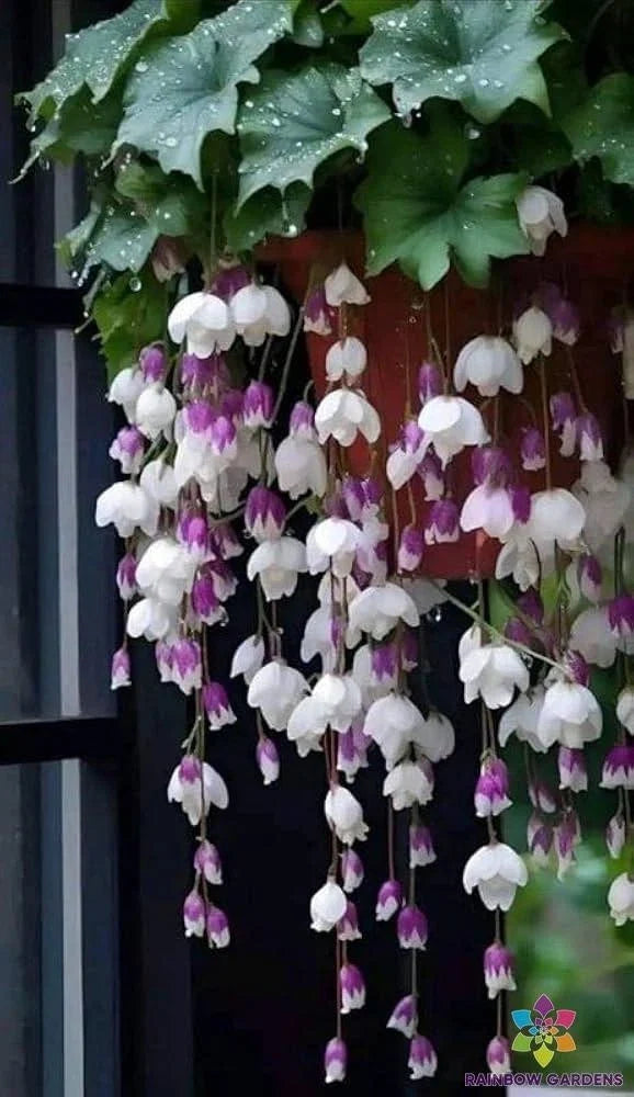 Purple White Weeping Begonia Seeds – Trailing Begonia x tuberhybrida for Gardens, Pots & Hanging Baskets