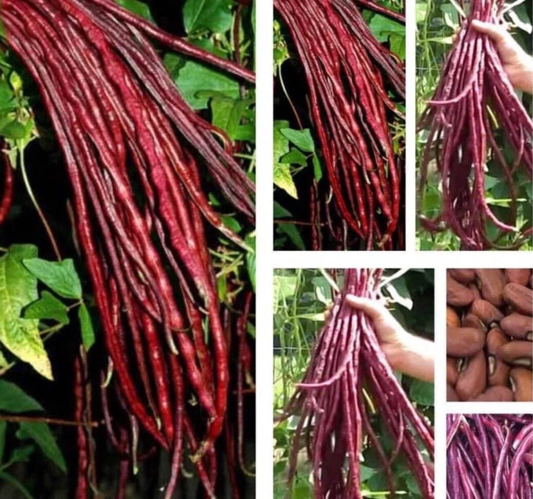 Red Yard Long Bean Seeds – Asian Chinese Noodle Bean, Vigna unguiculata subsp. sesquipedalis, 20+ Seeds, Climbing Vine