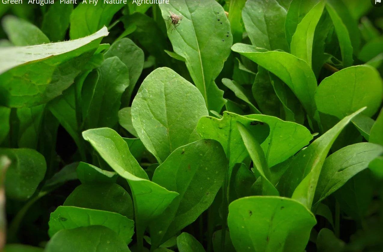 Arugula Seeds - 2000 Non-GMO Eruca sativa for Home Gardening