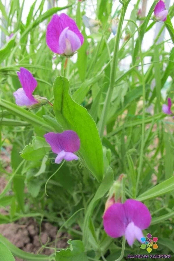 Lathyrus Little Gems Sweet Pea Seeds – Annual Climbing Flower Pack of 50+ Non-GMO Heirloom Seeds