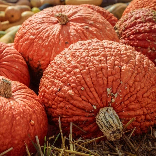 Red Warty Thing Pumpkin Seeds – 25+ Pack, Cucurbita pepo, Unique Decorative & Culinary Pumpkins, USA Grown, Free Shipping
