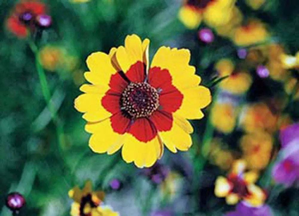 Coreopsis Seeds 100 Count Plains Tall Variety Bright Yellow Flowers Coreopsis tinctoria