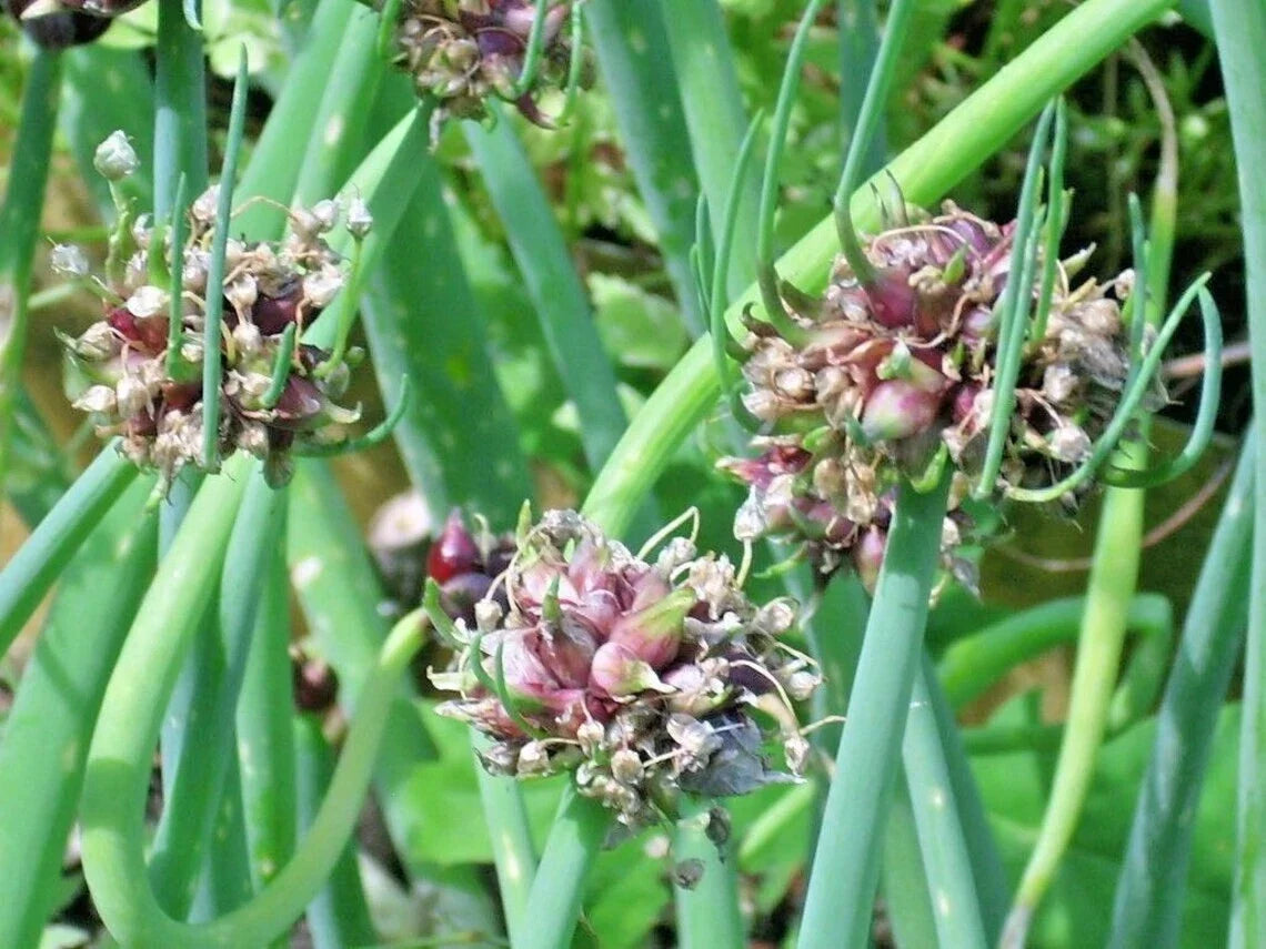 Egyptian Walking Onion Live Starter Plants - Allium x proliferum Perennial Edible Bulb Top-Set Onion