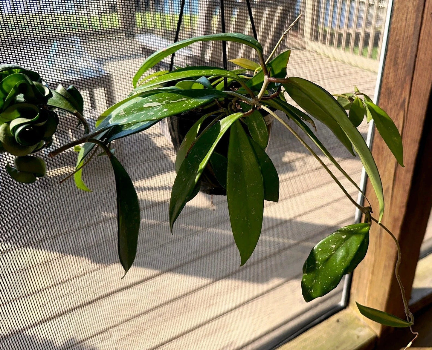 Hoya Publicalyx Hanging Basket - 3 Established Indoor Plants with Fragrant Waxy Leaves