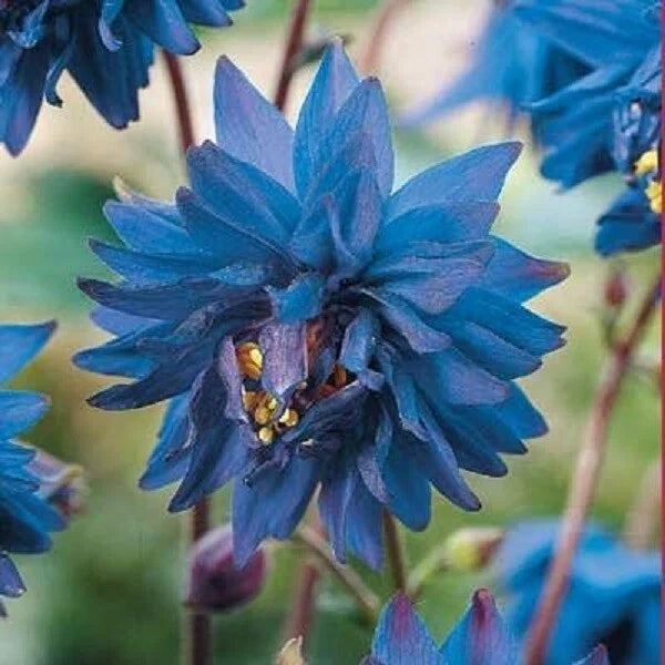 50 Barlow Blue Columbine Seeds | Perennial Aquilegia caerulea Flower Seeds for Borders & Rock Gardens