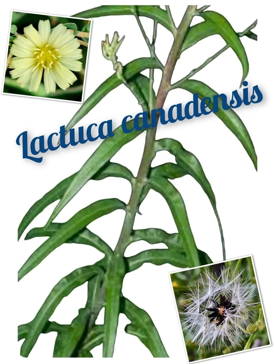 Wild Lettuce Seeds 250+ Lactuca canadensis Medicinal Herb for Natural Remedies, Annual Plant
