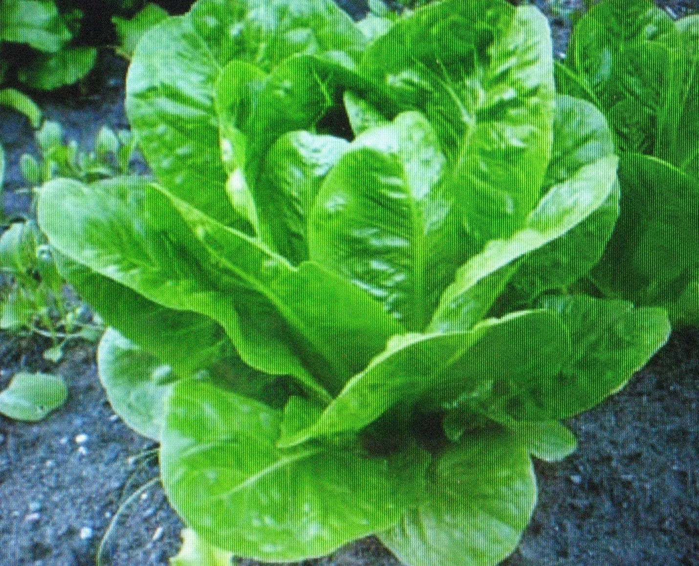 Romaine Lettuce Seeds - 200 Pack - Nutritious Parris Island Cos Lactuca sativa for Salad Gardening