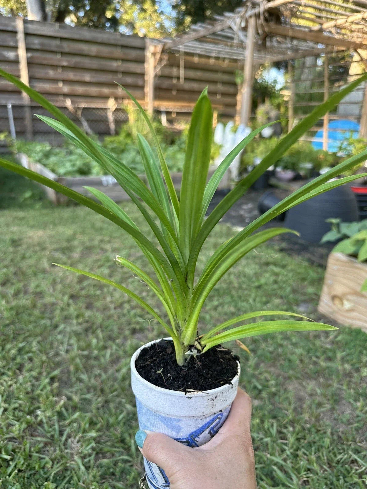 Live Cup Pandan Plant | Aromatic Culinary Herb | Pandanus amaryllifolius | Tropical Indoor Outdoor Plant