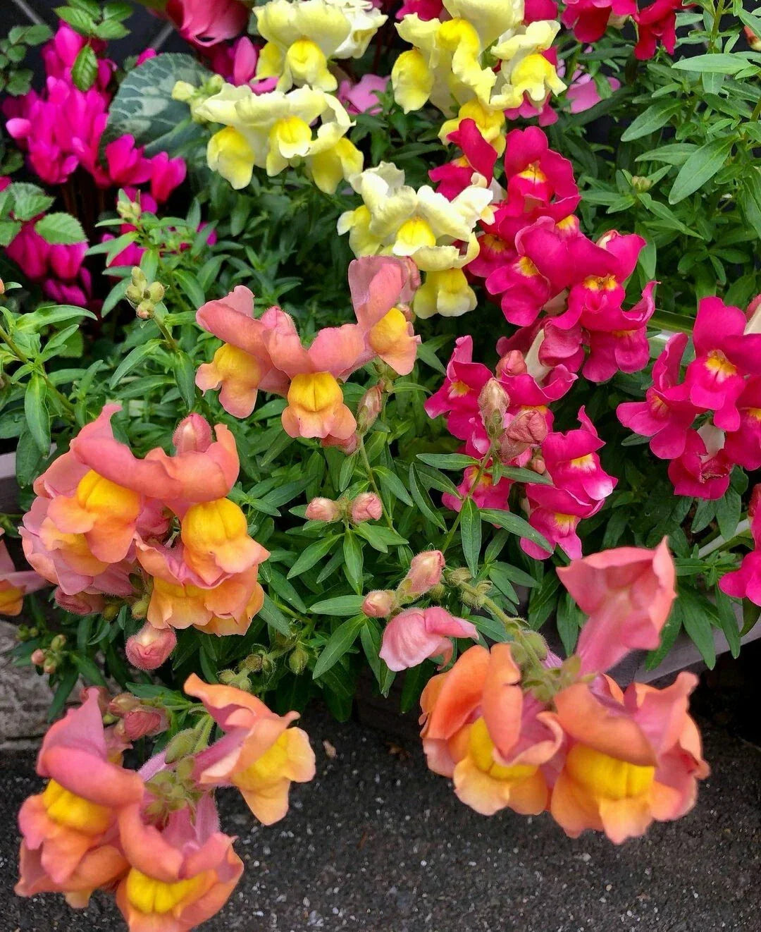Snapdragon Seeds - Magic Carpet Mix, 200 Seeds, Vibrant Antirrhinum majus for Borders, Containers & Garden Beds