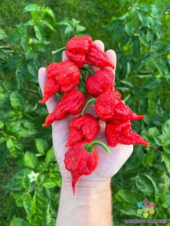 Jones19 Hot Pepper Seeds – Capsicum Chinense – 25+ Seeds for Home Garden, Spicy Peppers, USA Grown