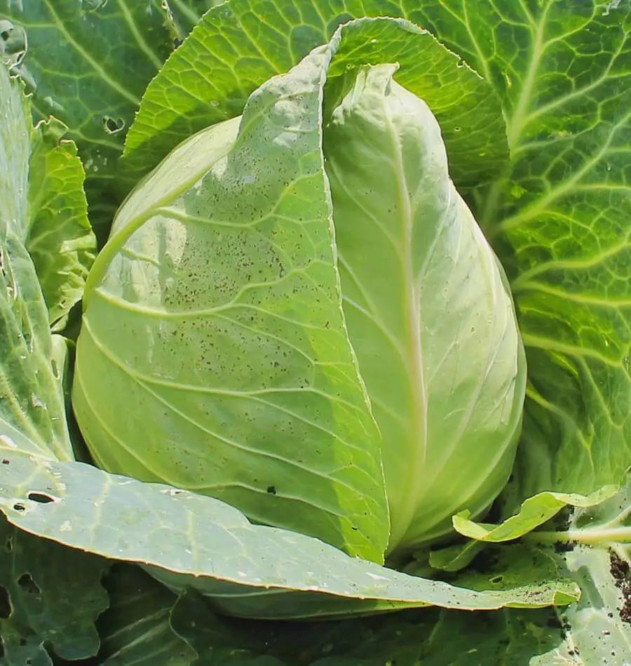 Early Jersey Wakefield Cabbage Seeds - Heirloom Brassica oleracea, Compact Heads, Non-GMO, 300+ Seeds for Home Garden & Market