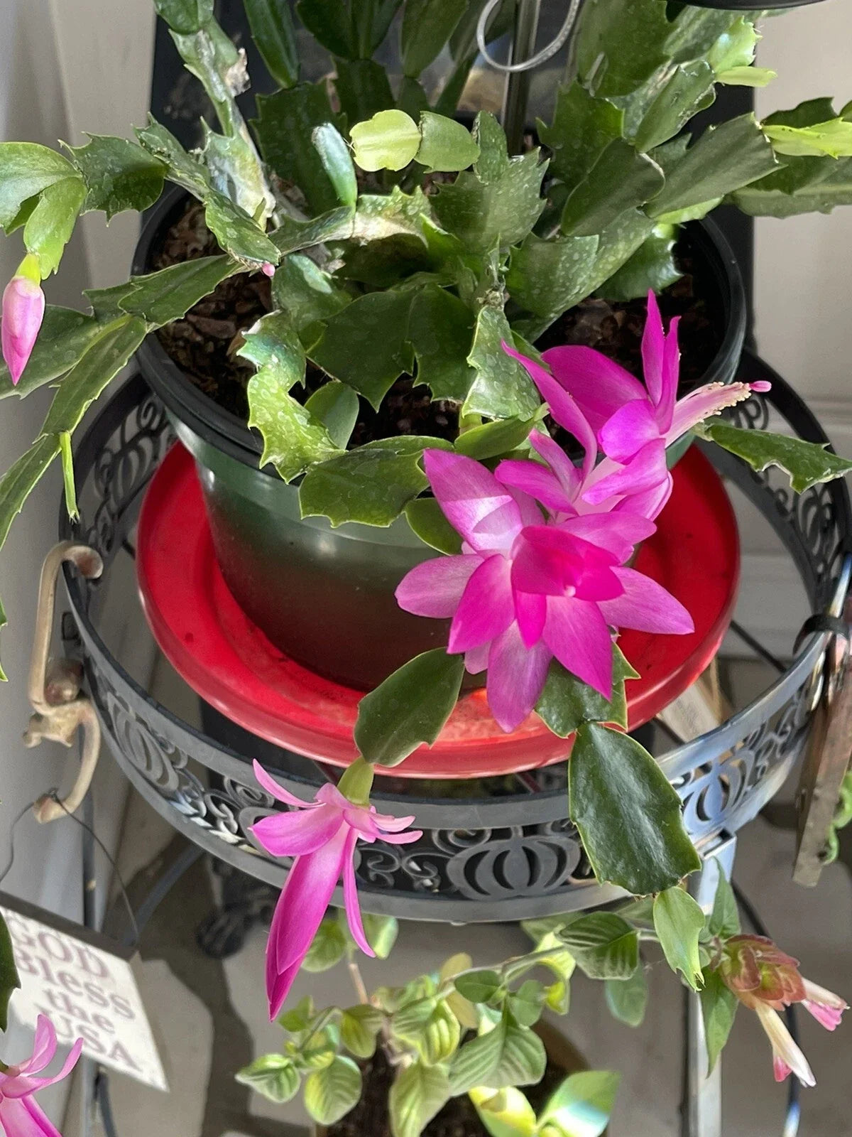 Christmas Cactus Starter Plant 3-4" Pink Schlumbergera, Indoor Succulent, Easy Care Houseplant