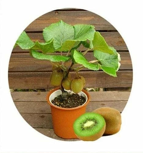 Bonsai Kiwi Tree Seeds 50 Pack Actinidia chinensis Miniature Kiwi Plant for Home Garden and Bonsai Cultivation