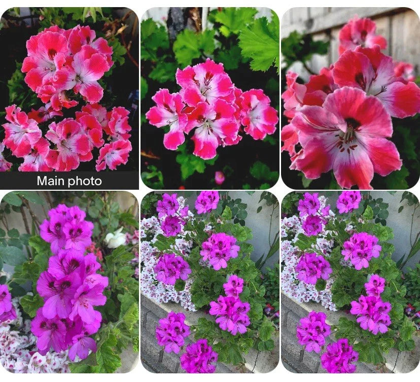 Rare Geranium Plants Set of 2, 10-12 Inch Tall Potted Unique Varieties