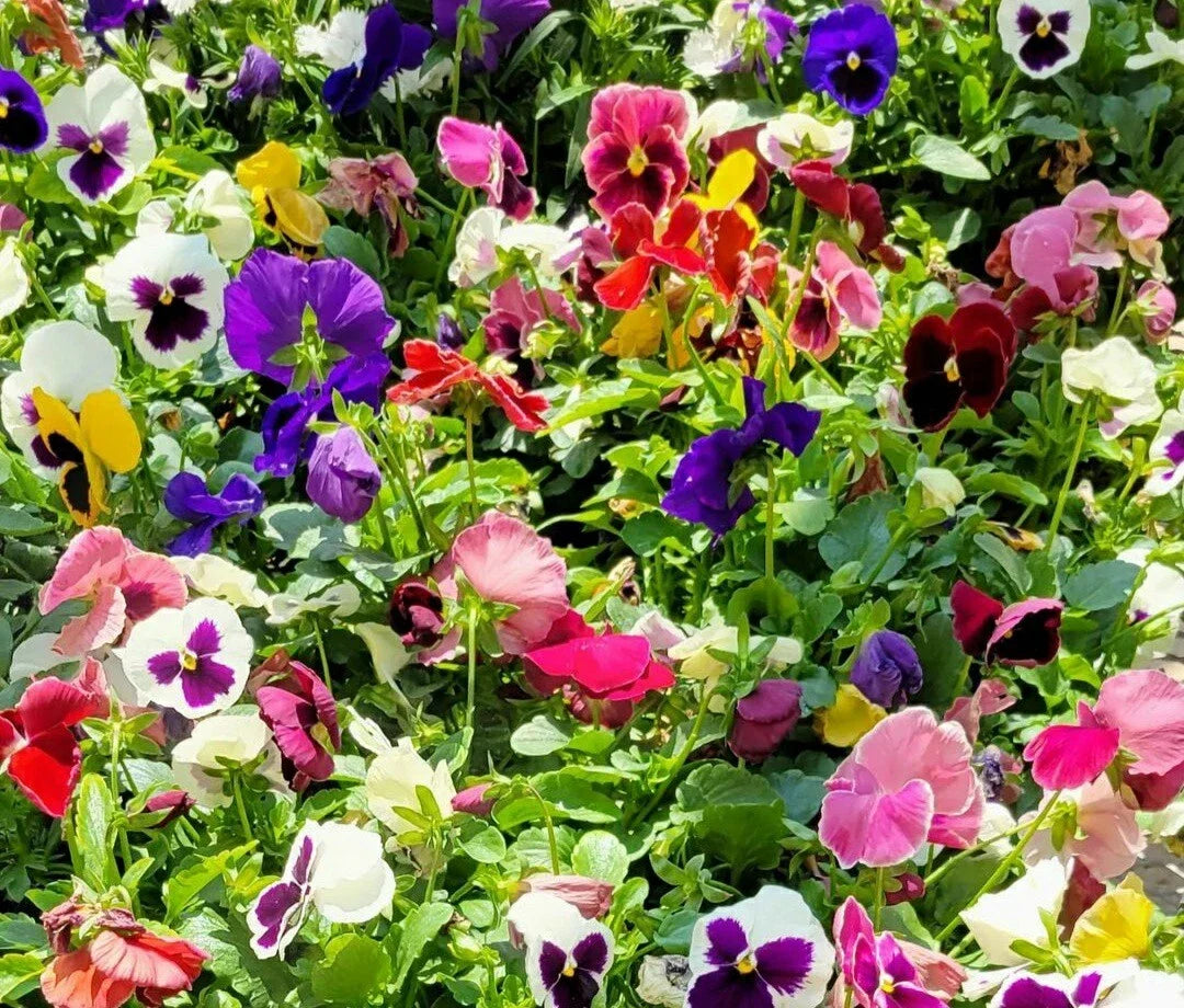 Pansy Flower Seed Mix 50-Pack - Viola tricolor - Colorful Annual Blooms for Gardens & Containers