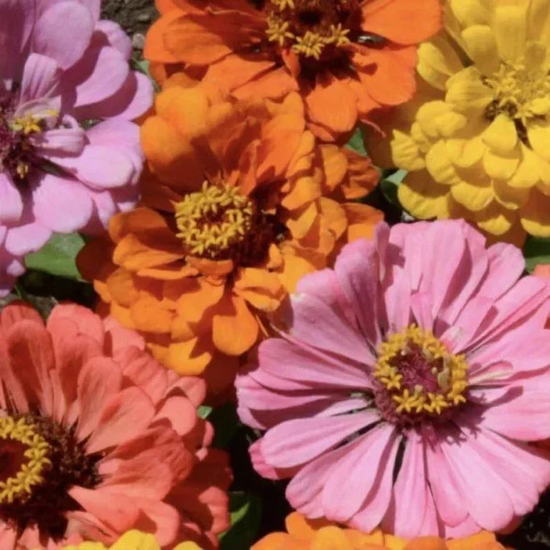 Peach Cobbler Zinnia Mix Seeds - 100 Organic Zinnia elegans Seeds - USA Grown