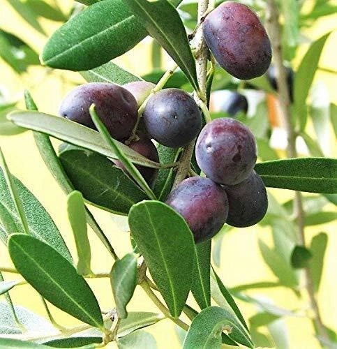Canino Olive Tree 10" Pot Edible Green Black Olea Europaea Mediterranean Fruit Plant