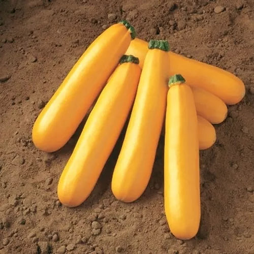 Golden Zucchini Squash Seeds - Heirloom Cucurbita pepo, Compact Bush Plant, for Home Garden, Non-GMO, Full Sun, Organic Vegetable Seeds