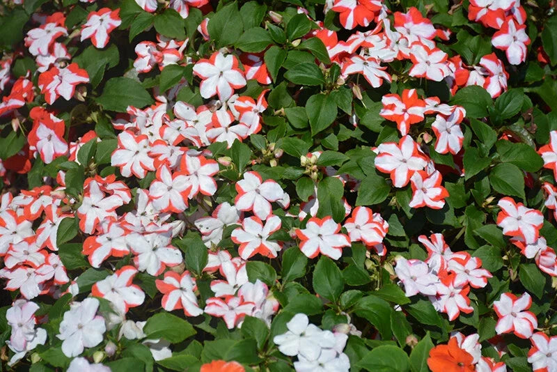 Busy Lizzy Impatiens Seeds - 100 Premium Orange Star Flowering Plants - Impatiens walleriana Non-California Shipping
