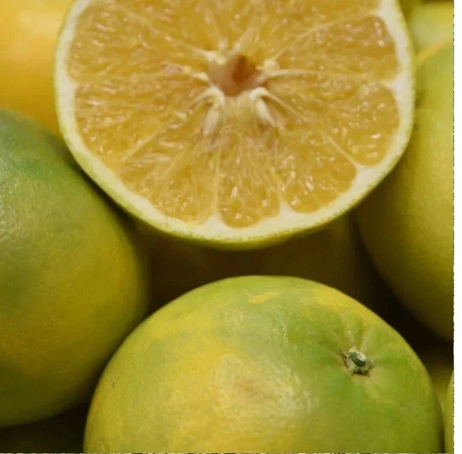 Cocktail Grapefruit Seeds - 5+ Seeds for Sweet Juicy Citrus Maxima Pomelo