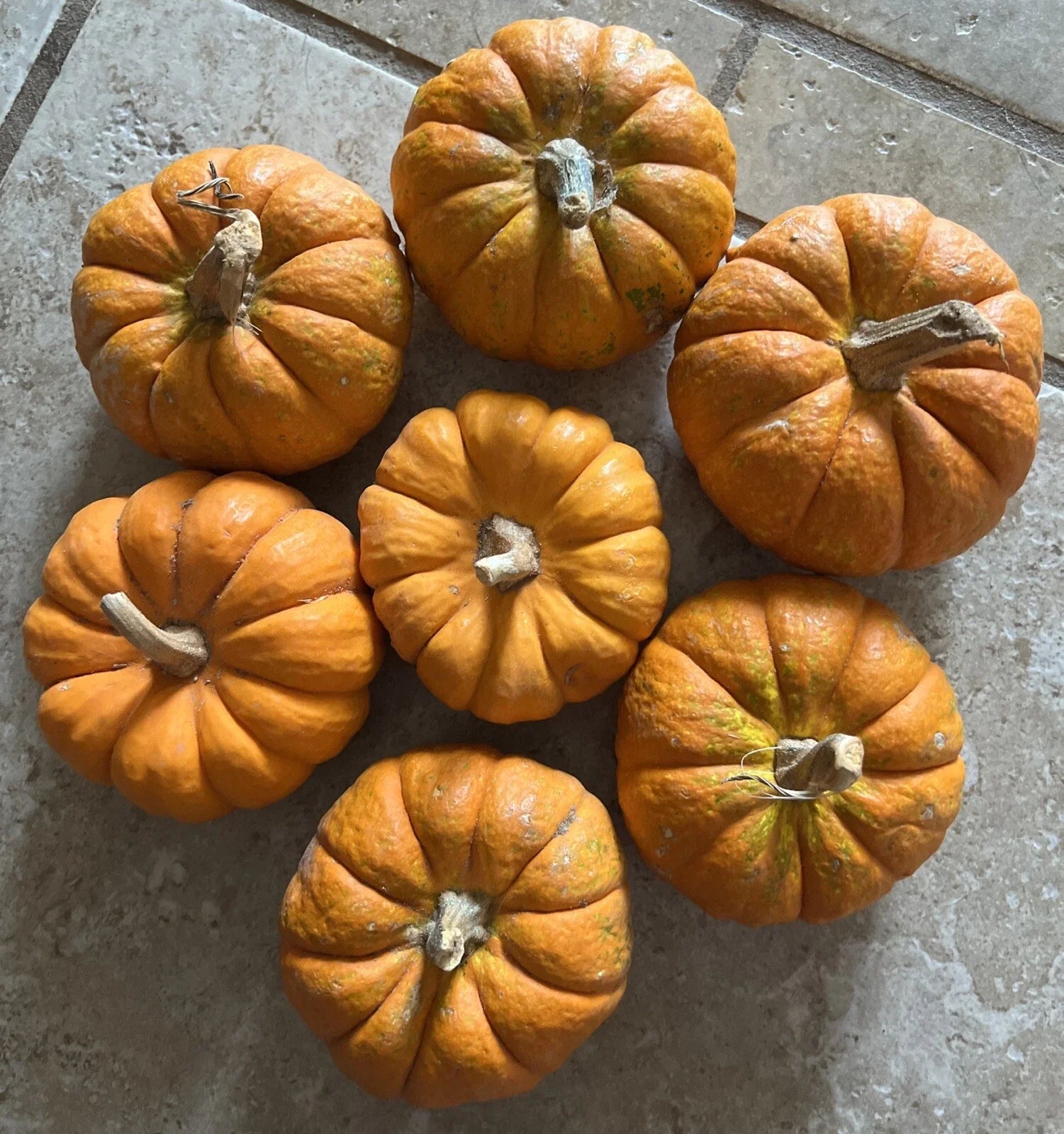 Mini Pumpkin Seeds - Tiny Jack Be Little Gourd for Fall Decor - Cucurbita pepo, Compact Vine, 5 Seeds