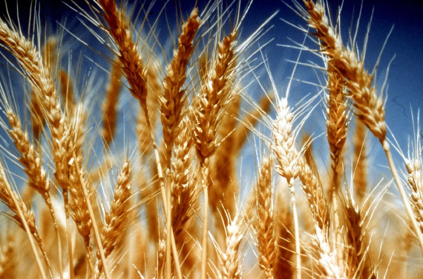 Organic Einkorn Seeds - 200+ Non-Hybrid Triticum monococcum Heirloom Varieties