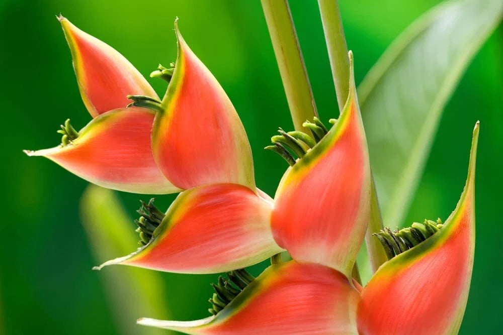 Heliconia Seeds for Planting - 10 Seeds - Heliconia champneana - Tropical Banana Plant - Exotic Foliage & Vibrant Flowers