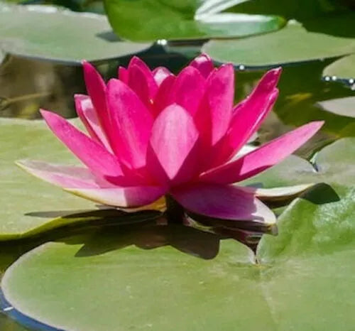Bright Pink Water Lily Seeds - 5 Pack - Hardy Tropical Nymphaea spp for Ponds & Aquariums