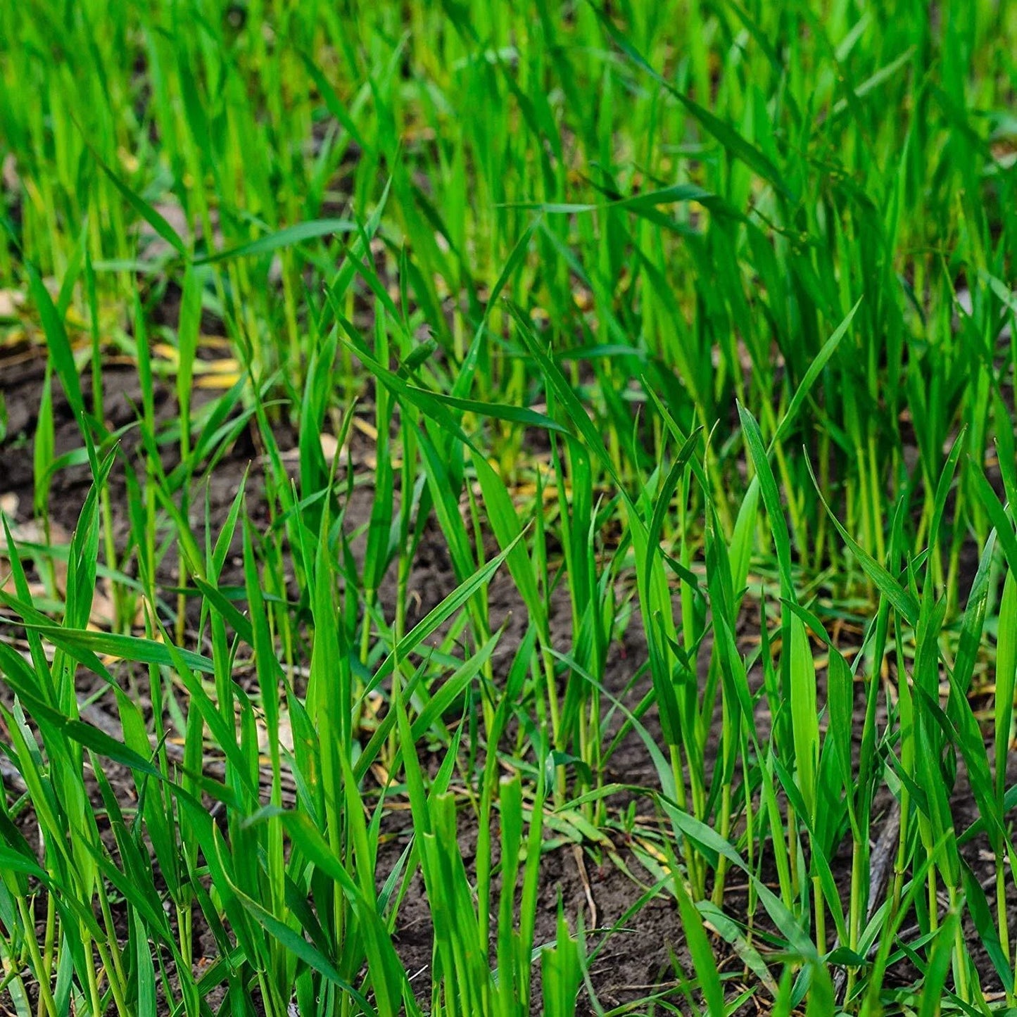 Winter Rye Seed 5lbs Cover Crop for Food Plot & Wildlife Attractant Secale cereale