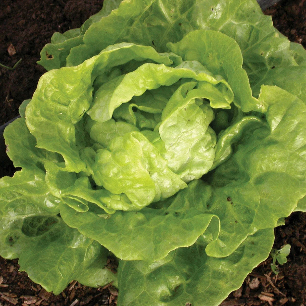 Tom Thumb Lettuce Seeds – Non-GMO Vegetable Seeds, Lactuca Sativa, Compact, Salad Greens, 600+ Seeds, USA