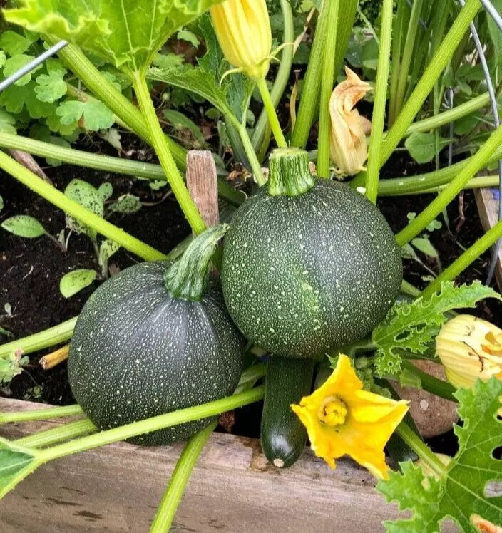 Round Zucchini Live Plants - 2 in 4" Pots - Green Summer Squash - Cucurbita pepo - Bush-Type, Full Sun, Easy Care