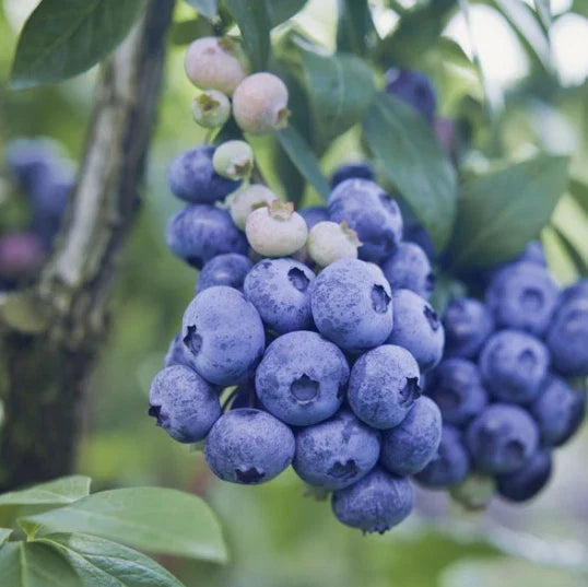 Blueberry Bush Starter Plant – Southern Highbush Vaccinium corymbosum – Compact, Easy to Grow, Bountiful Harvest