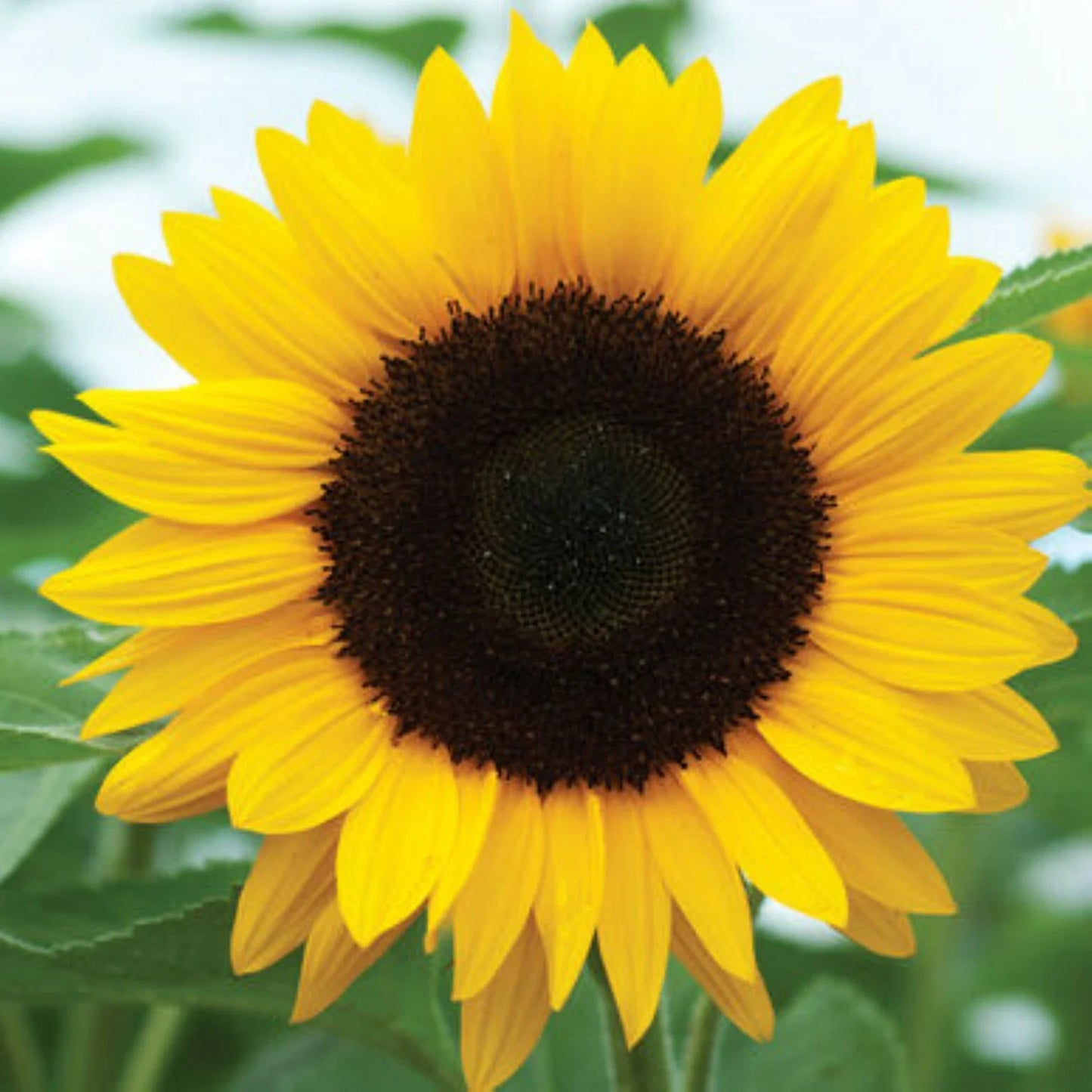 Black Oil Mammoth Sunflower Seeds for Planting – Helianthus annuus – Tall, Giant Blooms, Full Sun, Easy to Grow