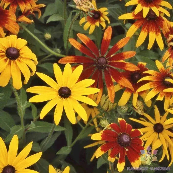 Gloriosa Mix Rudbeckia Seeds – Over 200 Wildflower Seeds for Garden Planting – Easy to Grow Black-Eyed Susans – Rudbeckia hirta